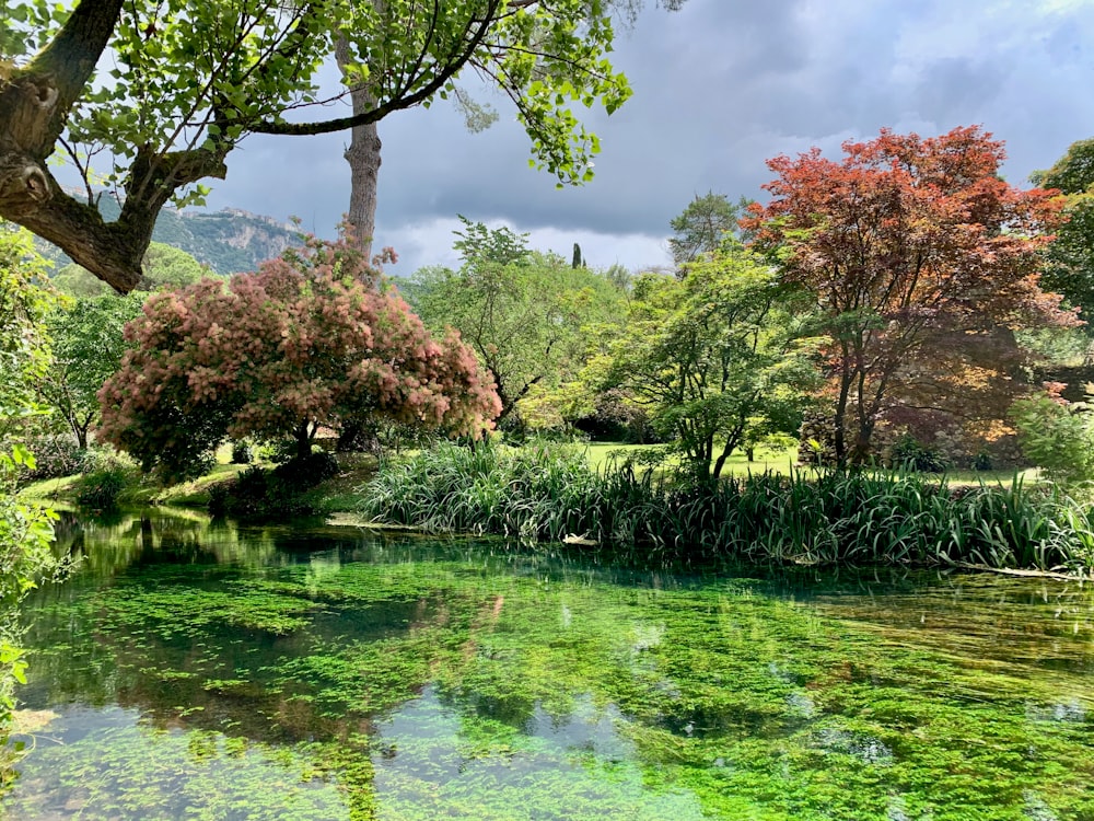 green grass and trees beside river under blue sky during daytime