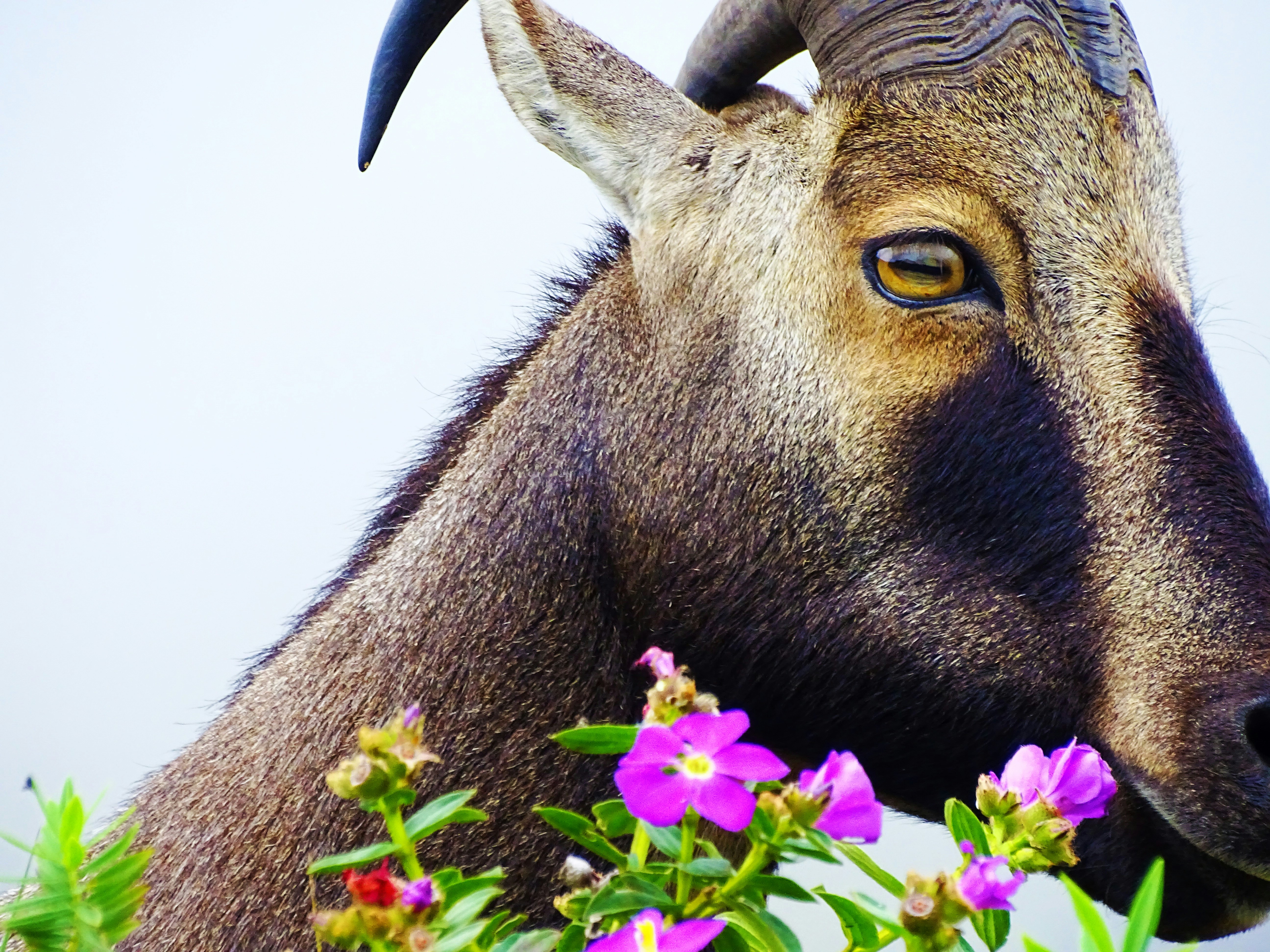 紫の花を食べる茶色と白の動物の写真 Unsplashで見つける動物の無料写真
