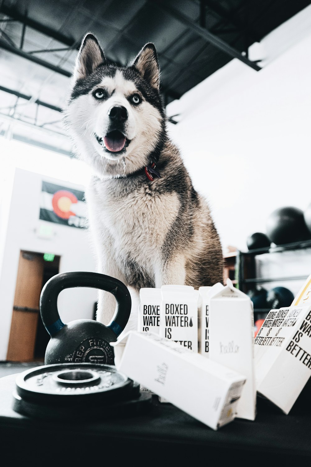 white and black siberian husky puppy