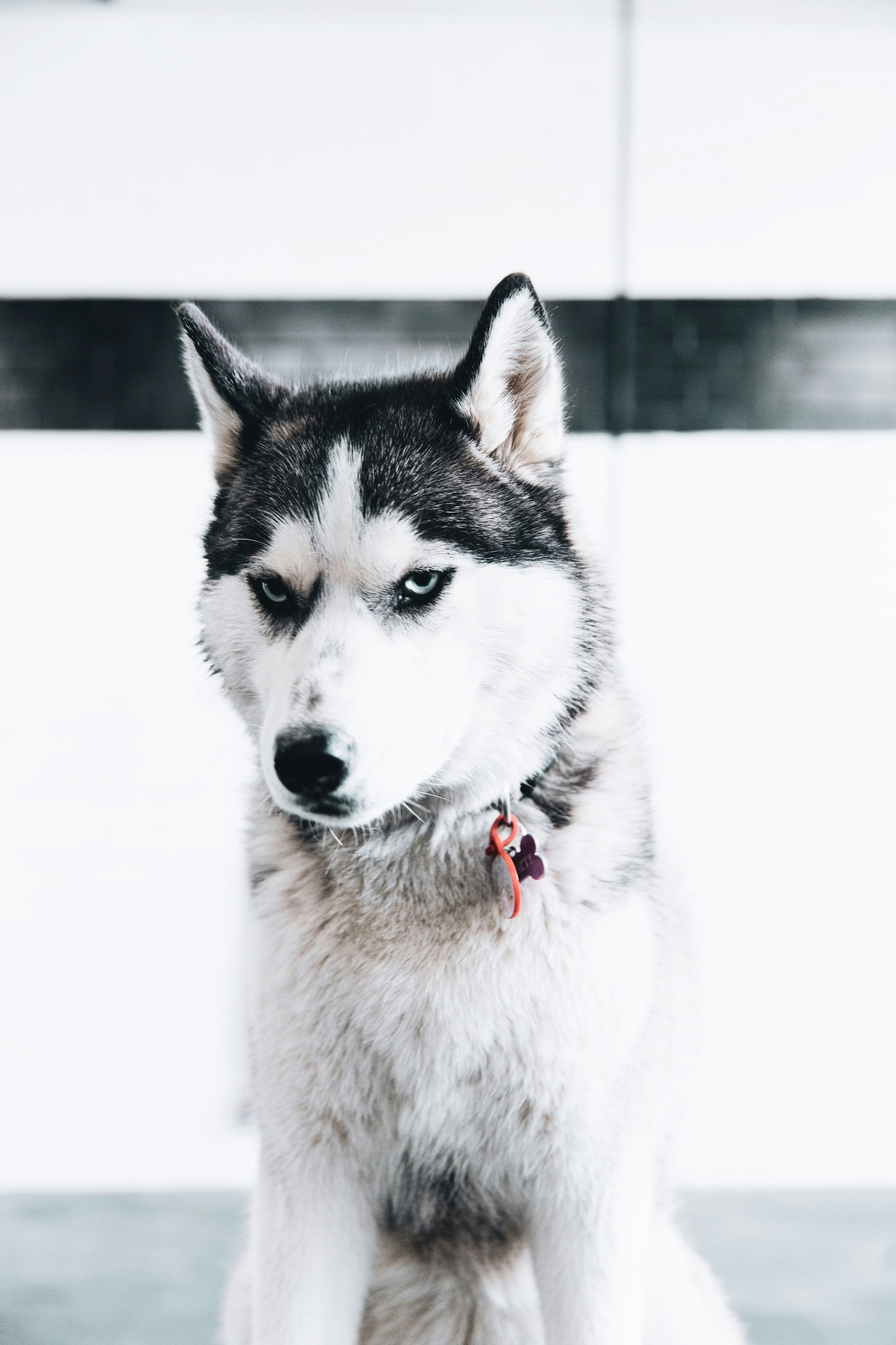 white and black siberian husky on snow covered ground