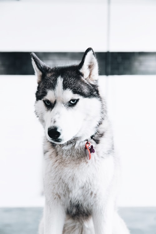 Husky after de-shedding treatment