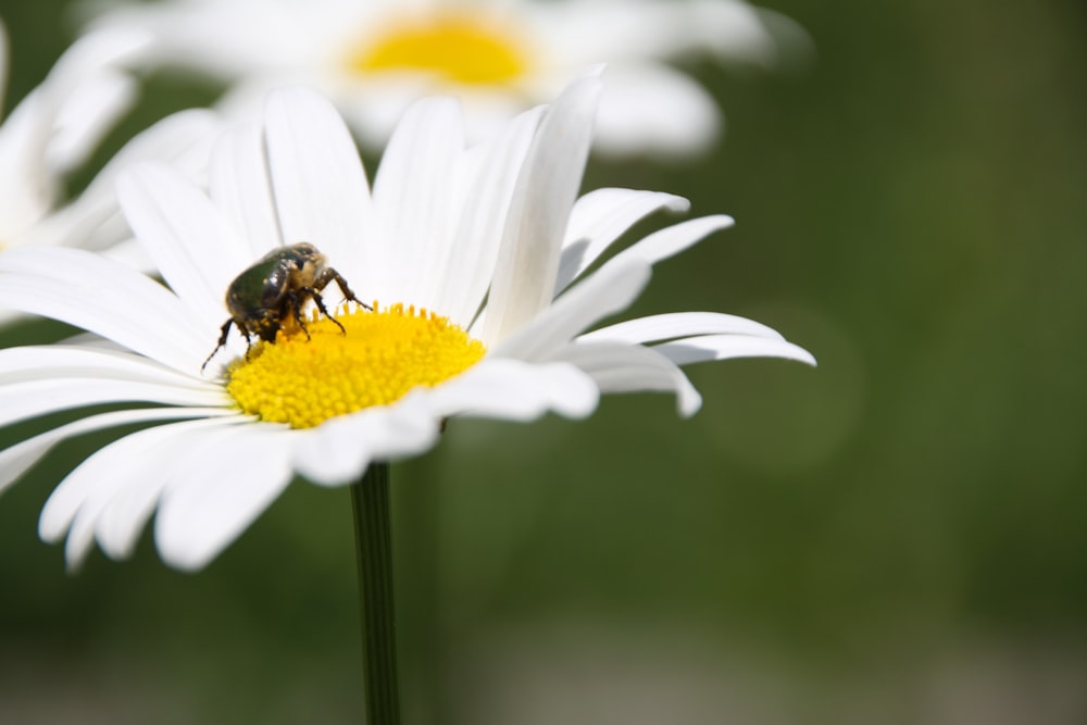 abeja negra y amarilla en margarita blanca en fotografía de primer plano durante el día