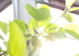 Sunlight filtering through fresh coriander leaves, highlighting their natural freshness.