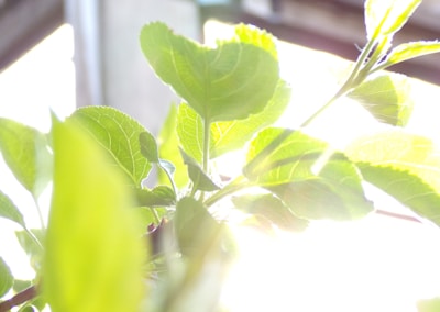 Sunlight filtering through fresh coriander leaves, highlighting their natural freshness.