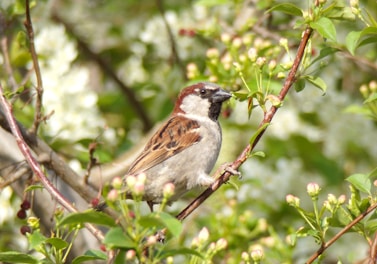Bird perched on a branch just outside the Garden Room window, framed by green leaves.