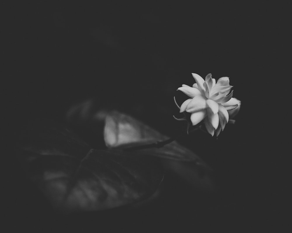 grayscale photo of white flower