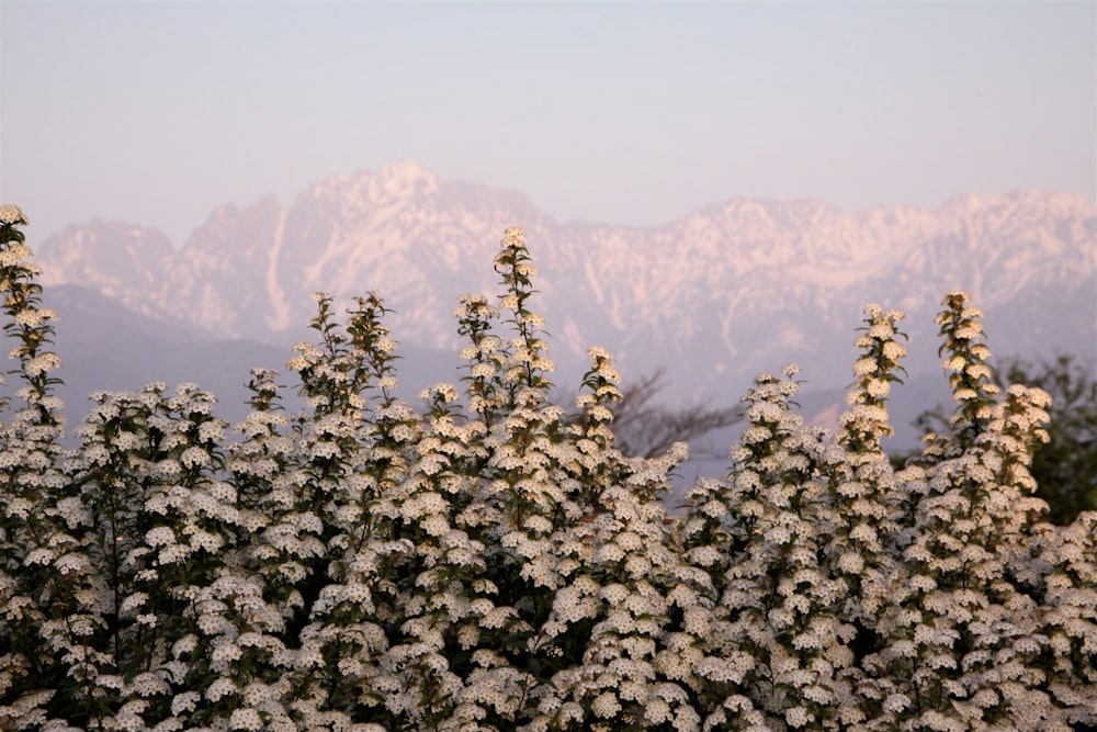 white flowers on mountain during daytime