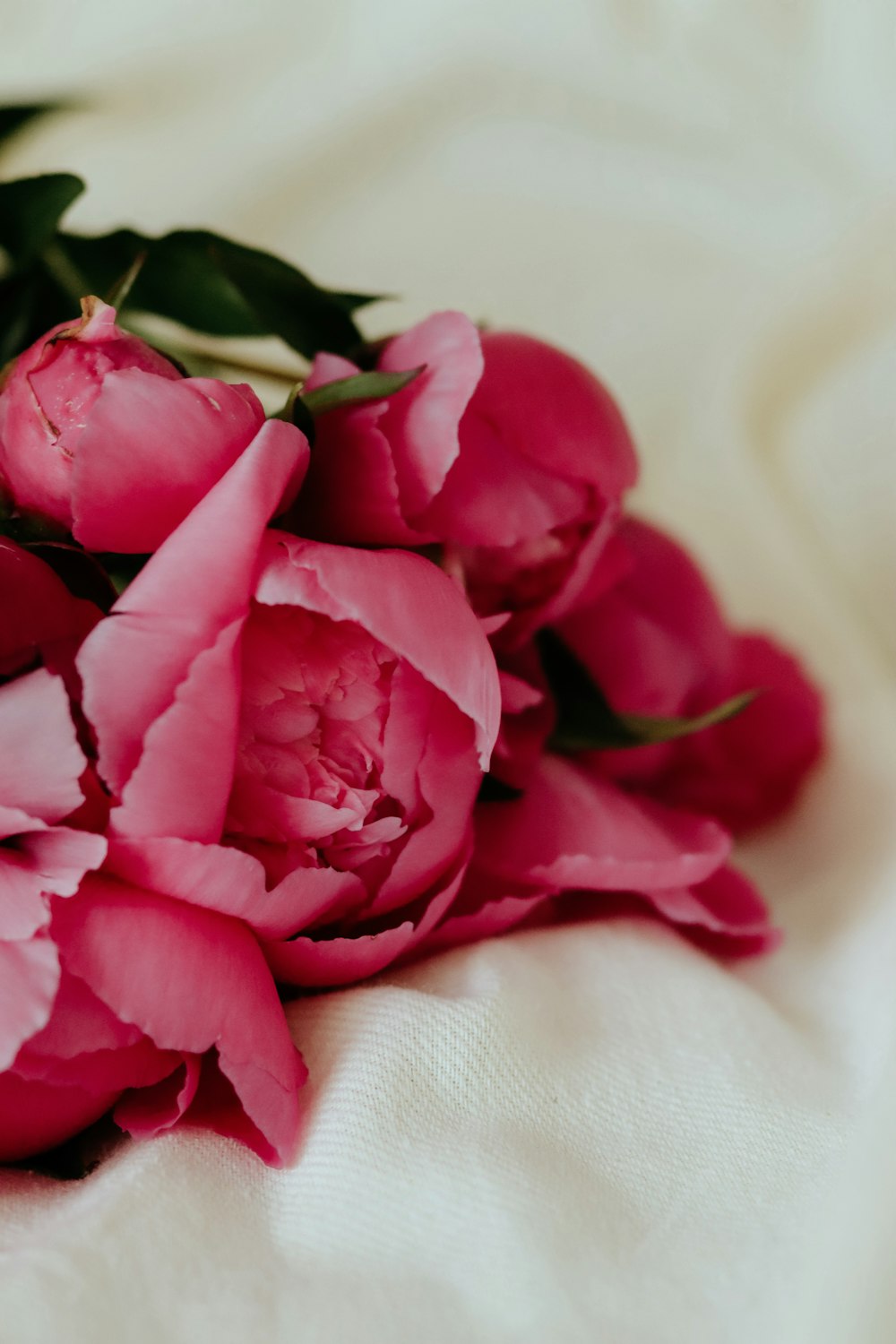 pink rose on white textile