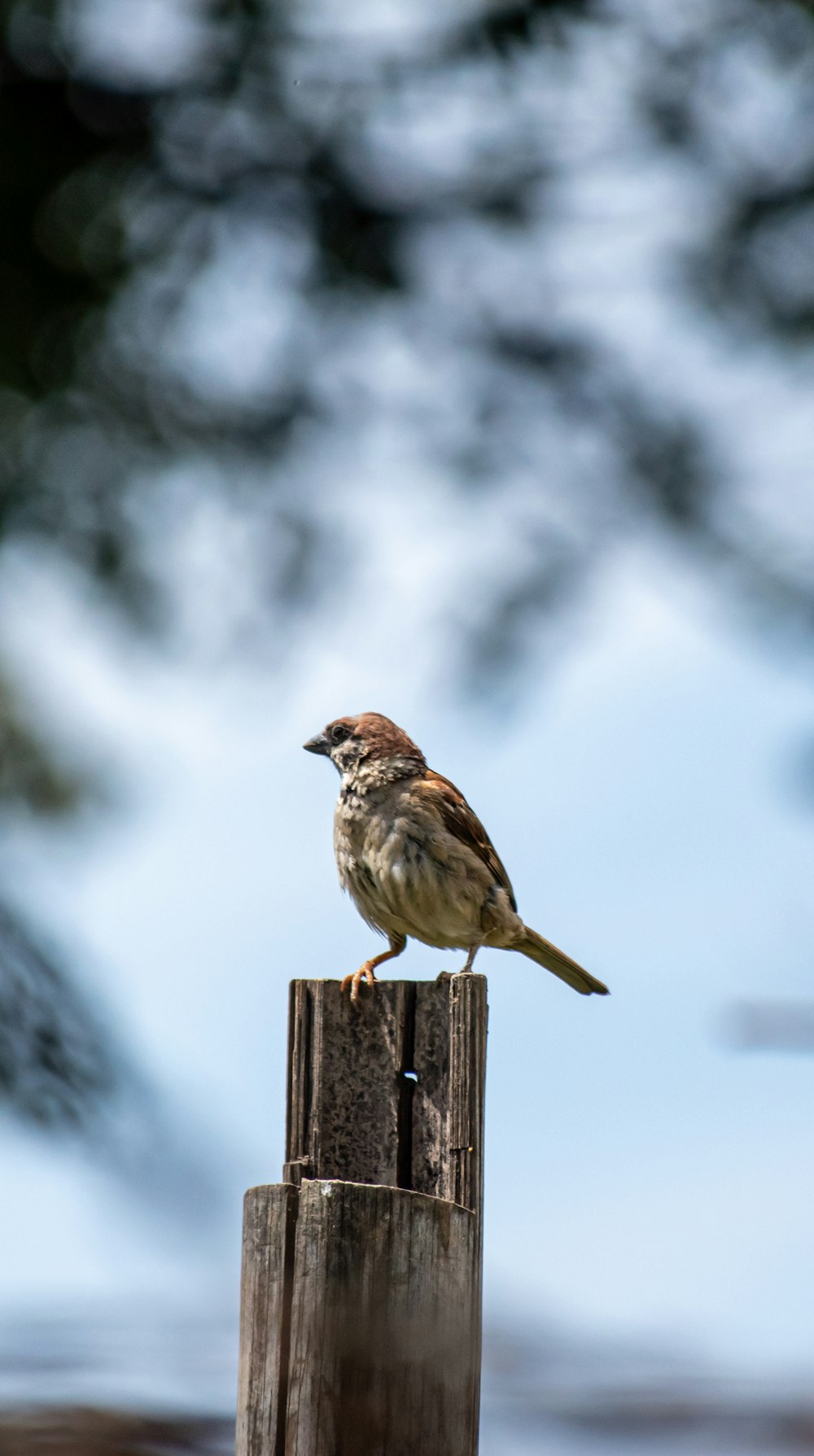 brown sparrow perched on brown wooden fence