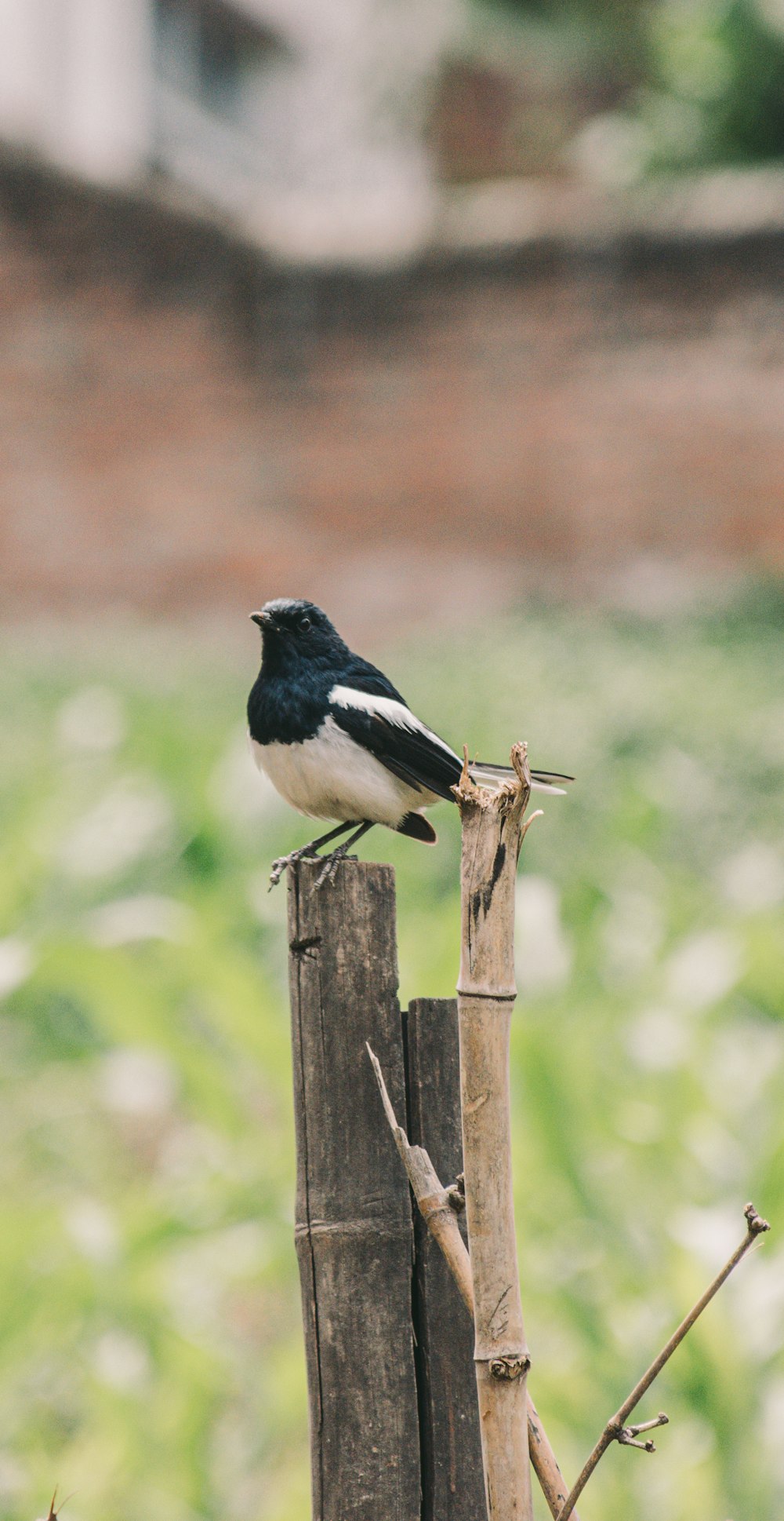 schwarz-weißer Vogel tagsüber auf braunem Holzstab