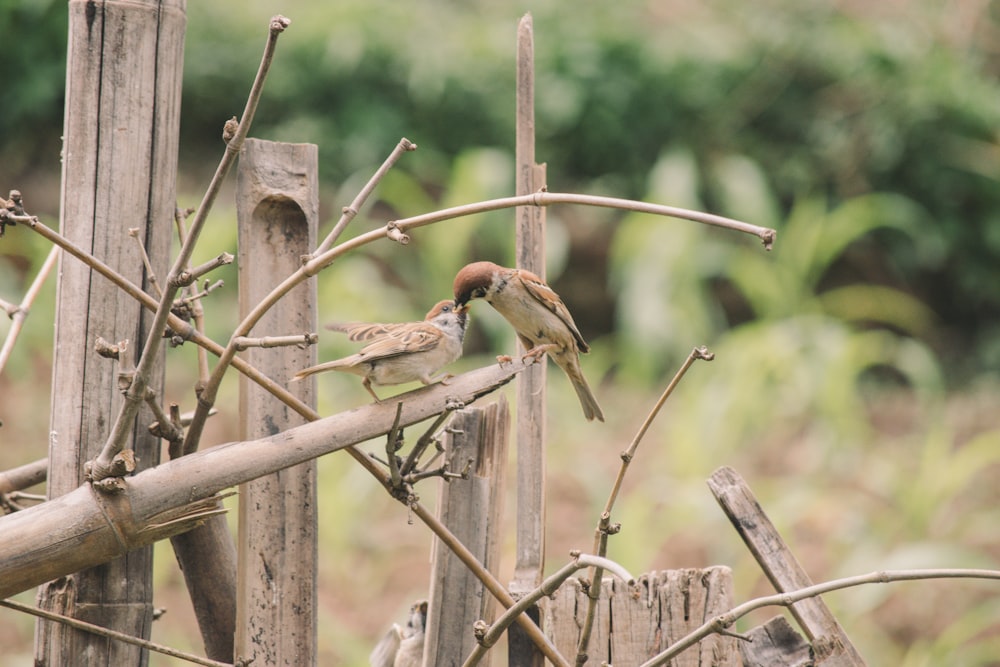 brown bird on brown wooden fence during daytime