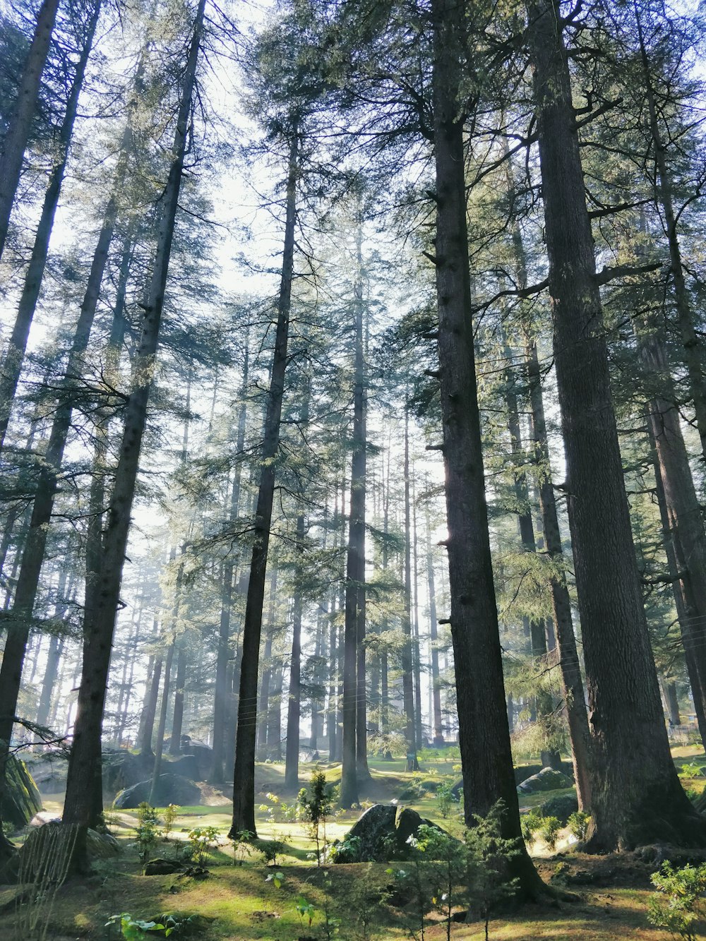 alberi verdi su campo di erba verde durante il giorno