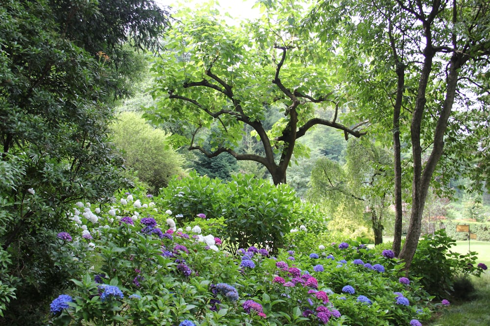 Garden with old trees