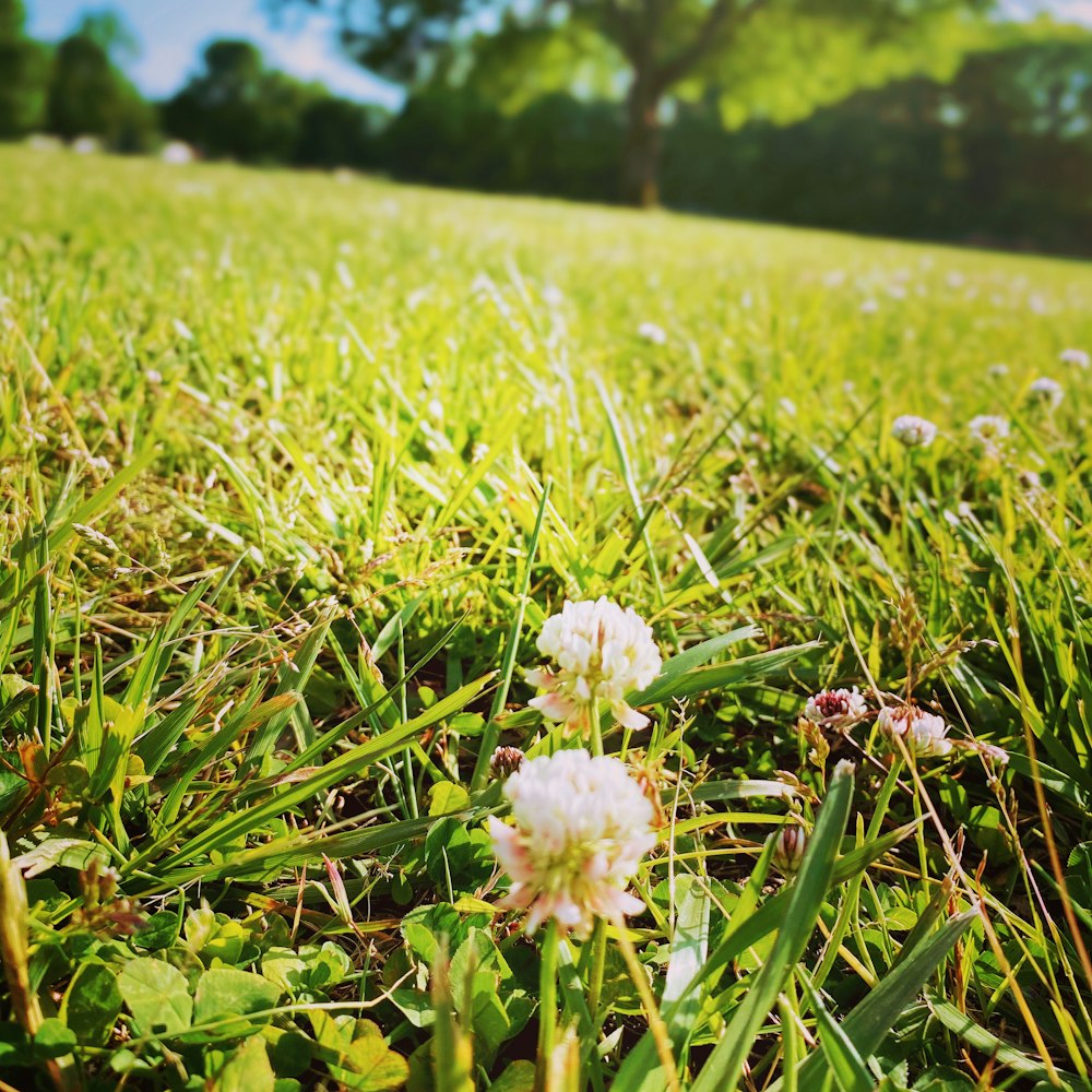 white flower on green grass field during daytime