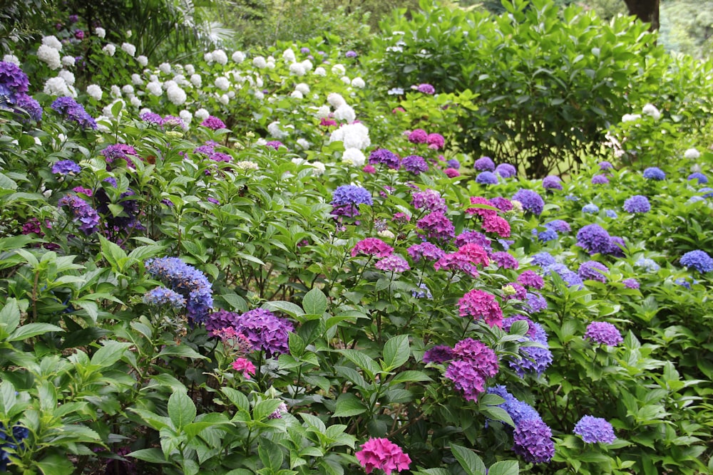 purple flowers with green leaves