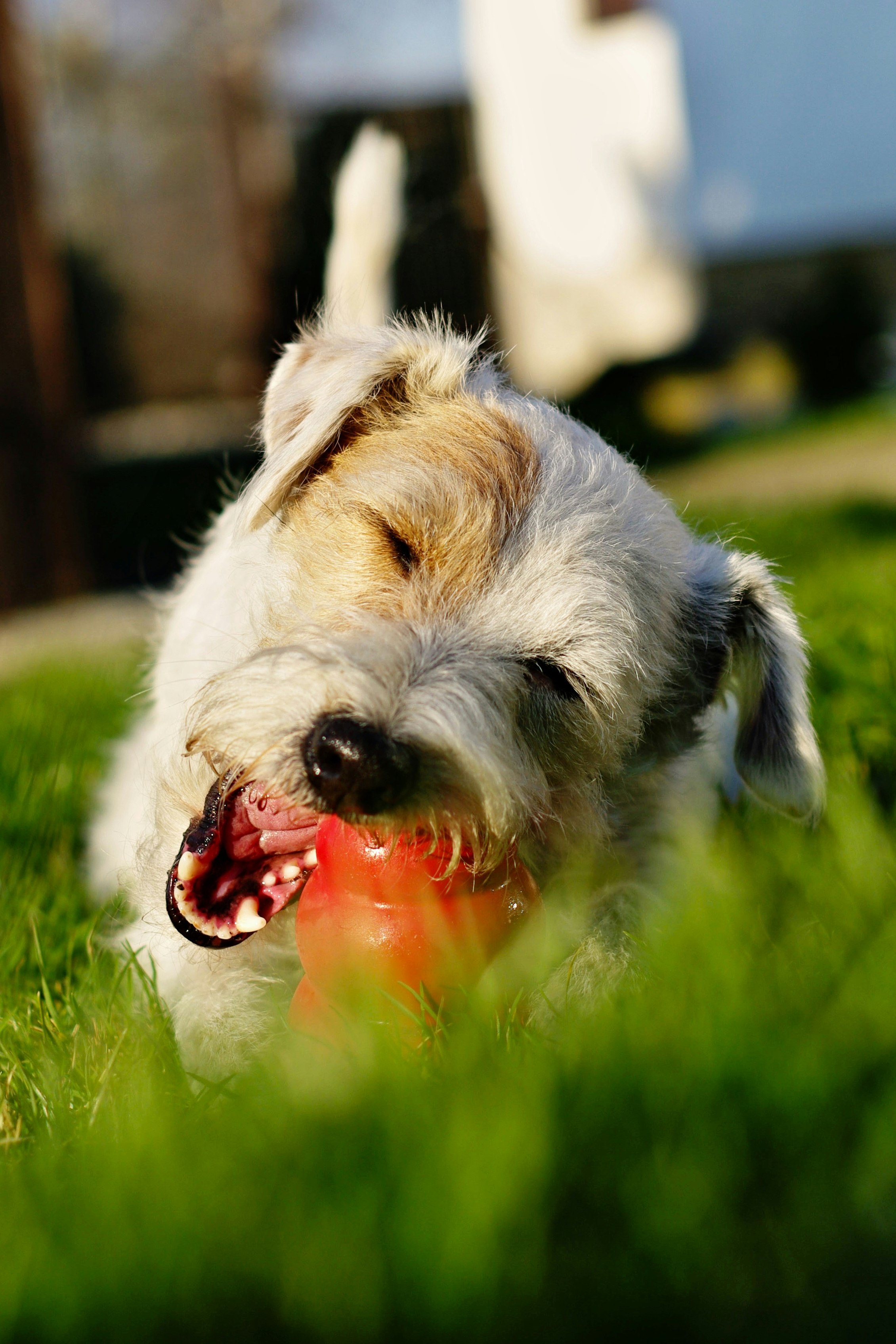 white and brown short coated dog biting red plastic toy on green grass during daytime