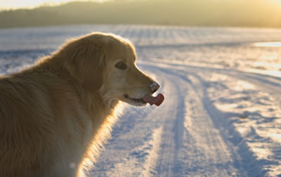 golden retriever on snow covered ground during daytime canine google meet background