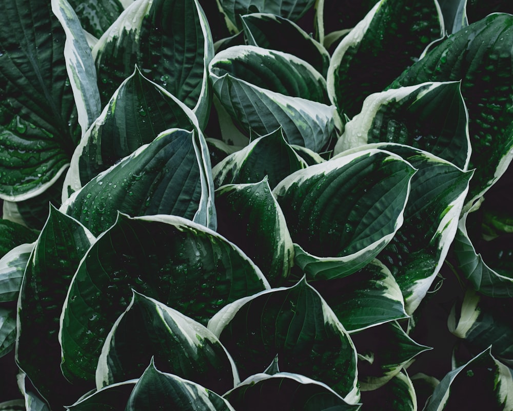 green and white leaf plant