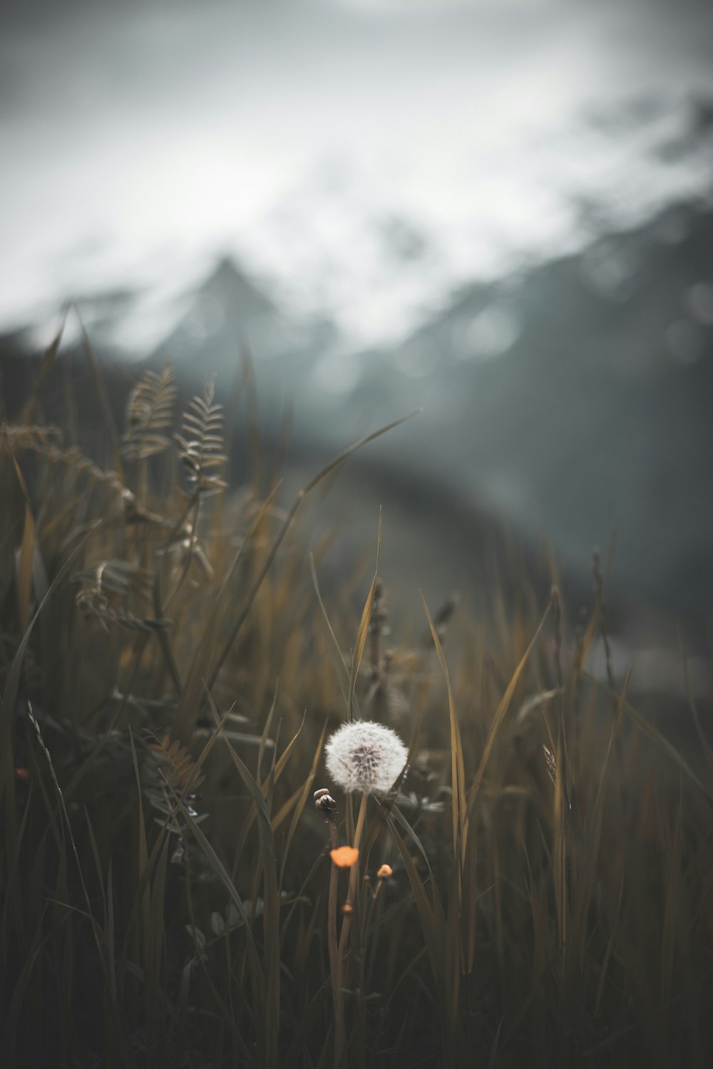 Diente de león blanco en fotografía de primer plano