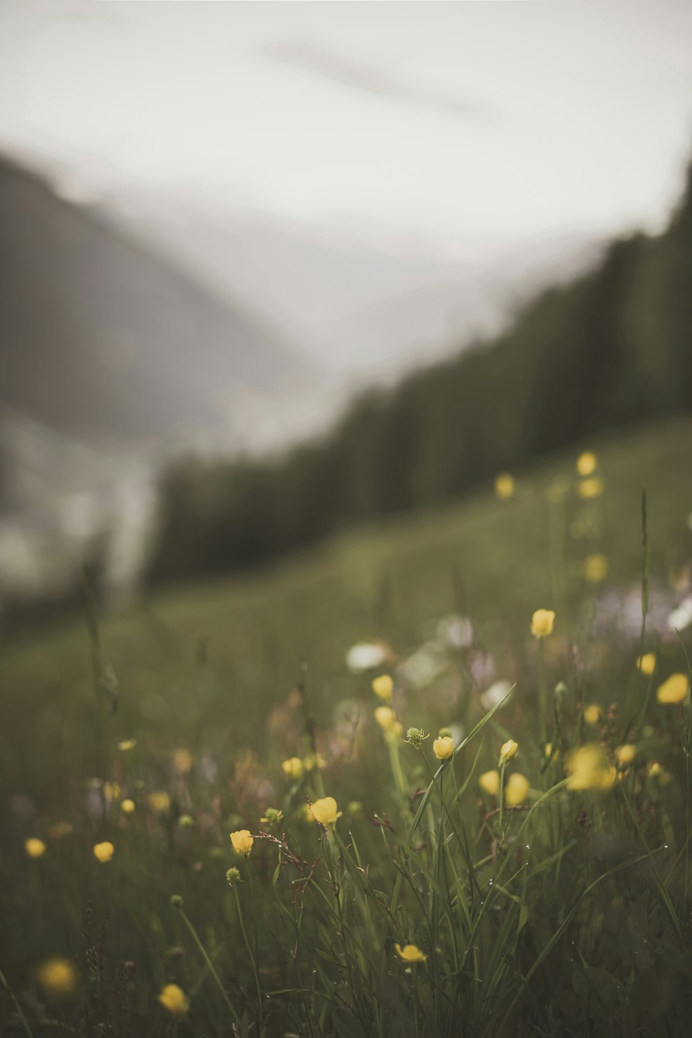 white flower field during daytime