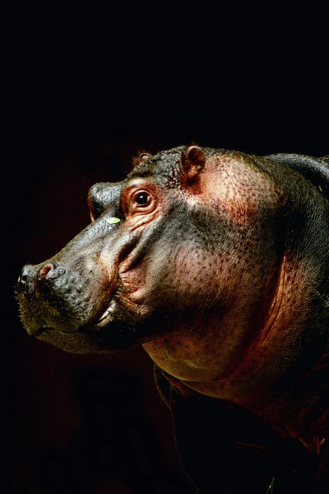  brown and black animal eye hippopotamus