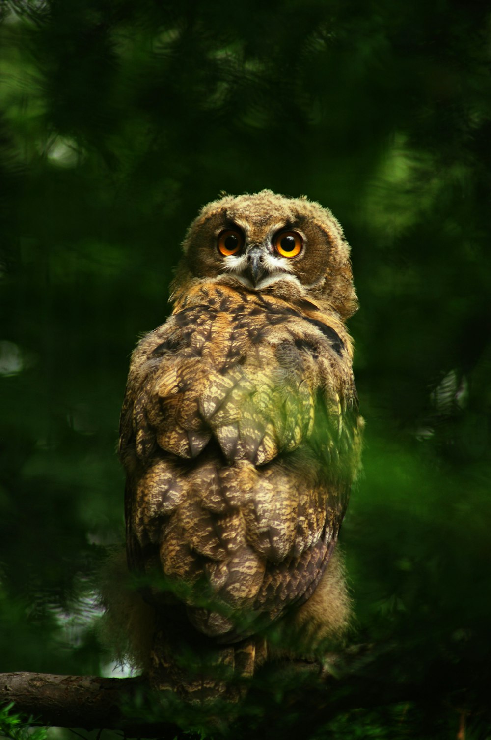 brown owl perched on tree branch