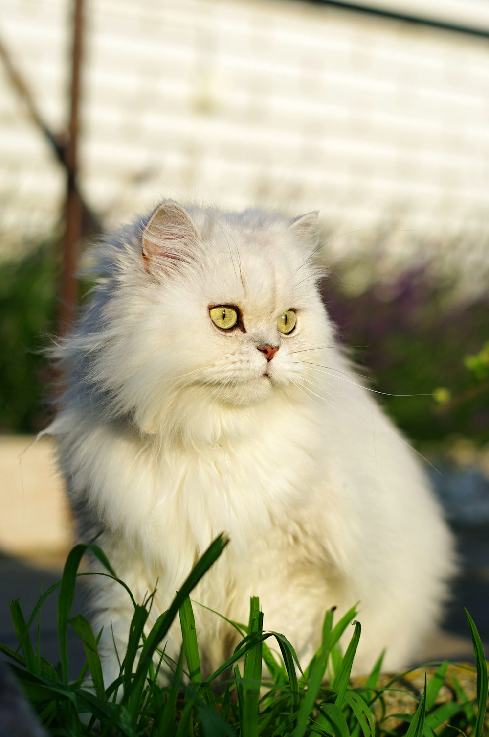 昼間の緑の芝生の上の白いペルシャ猫