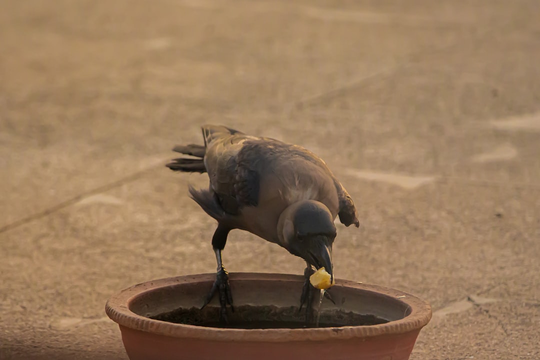grey and black bird on brown concrete pot