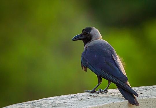 blue and white bird on gray rock in Gandhinagar India