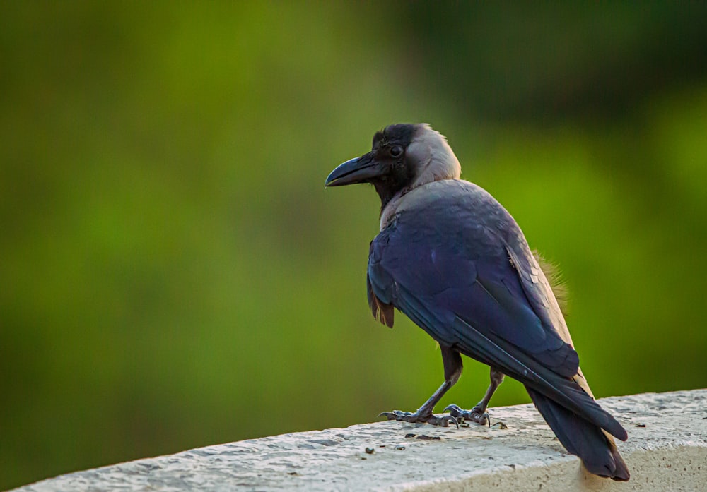 blue and white bird on gray rock