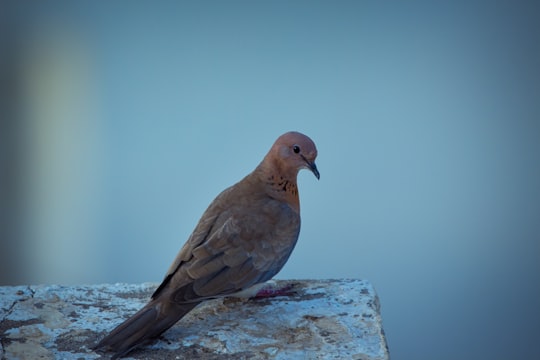 brown bird on gray rock in Gandhinagar India