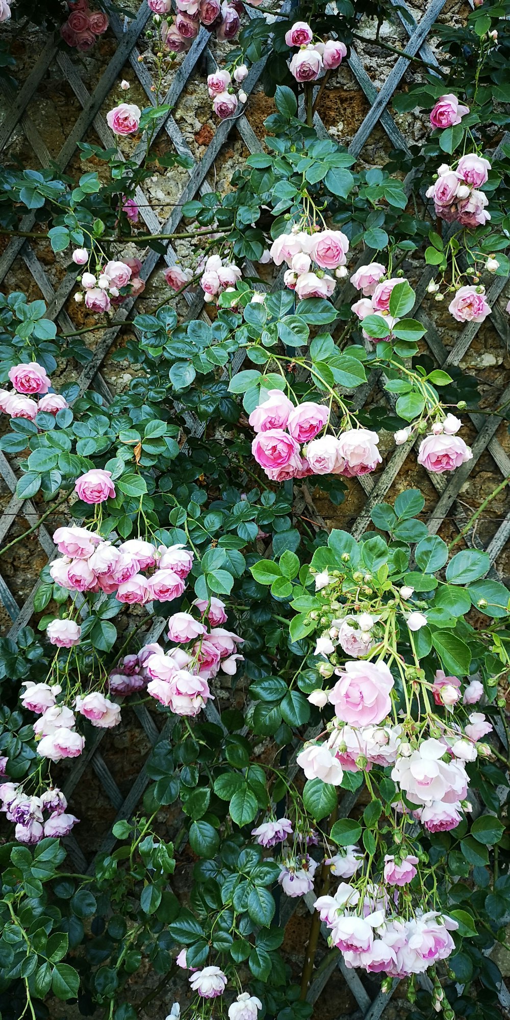 pink flowers with green leaves