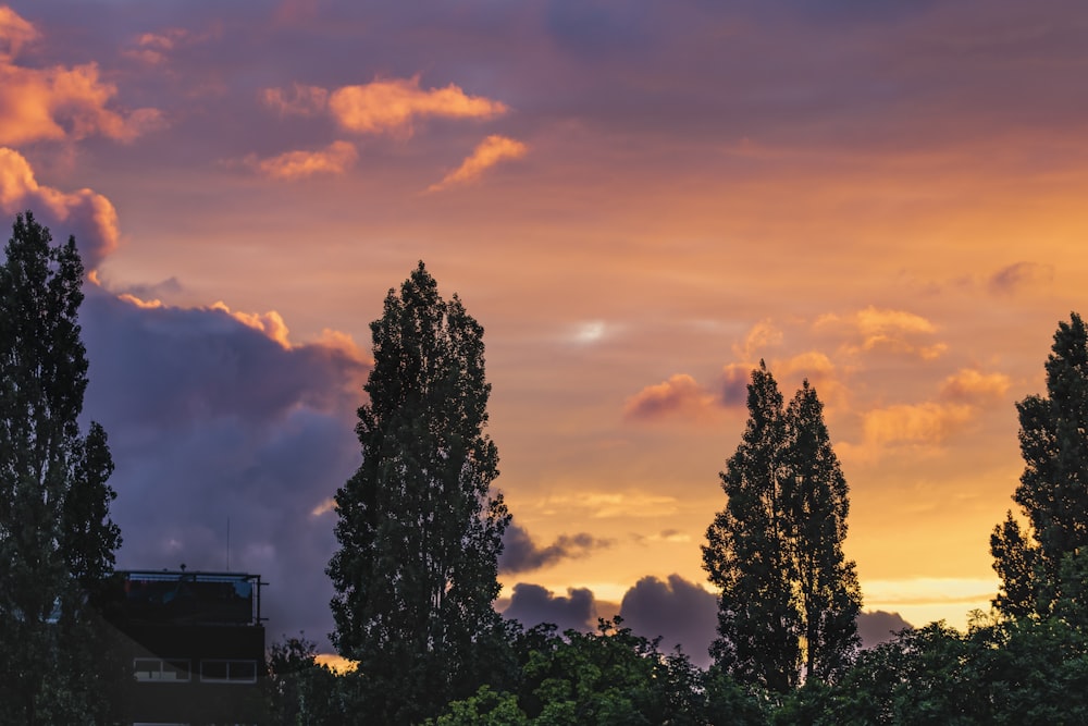 green trees under cloudy sky during sunset