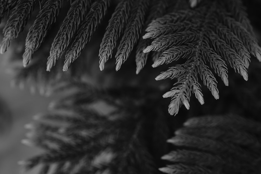 grayscale photo of leaves during daytime