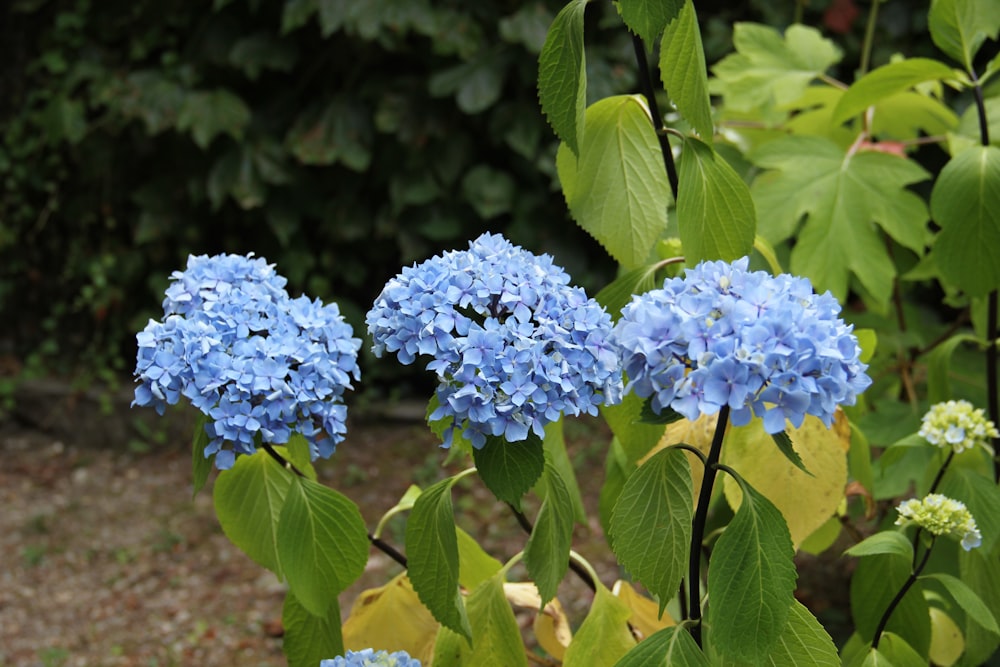 blue flowers with green leaves