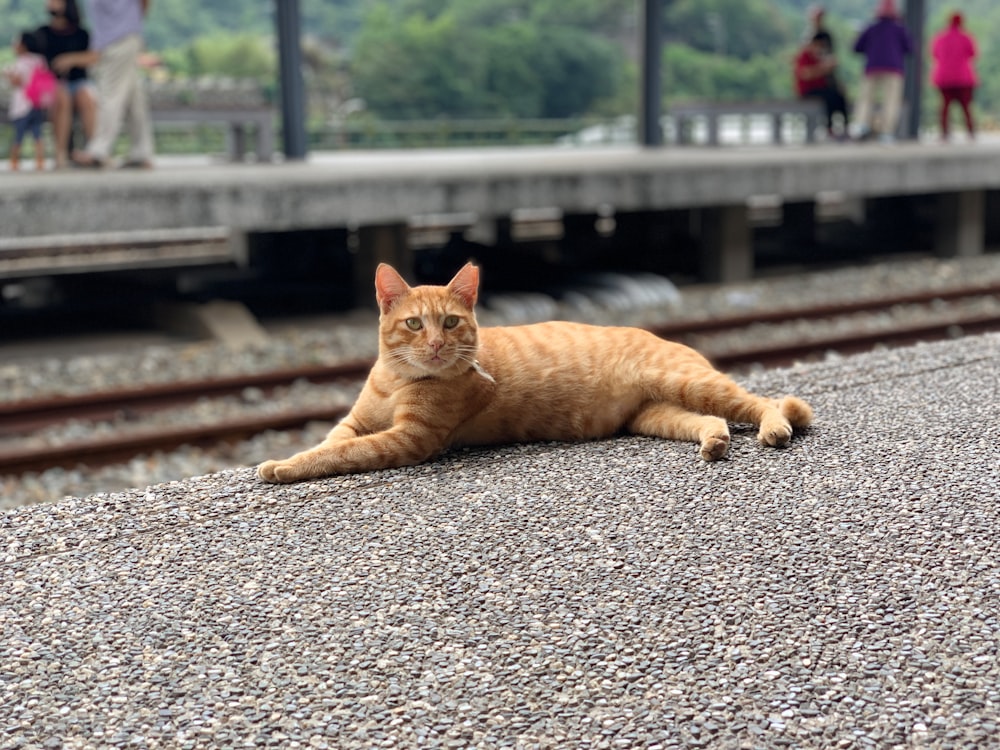 orange tabby cat lying on gray concrete floor during daytime