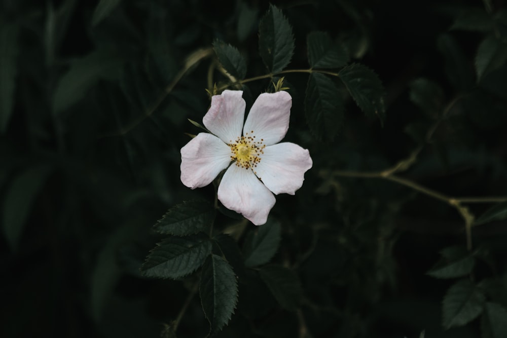 white flower in tilt shift lens