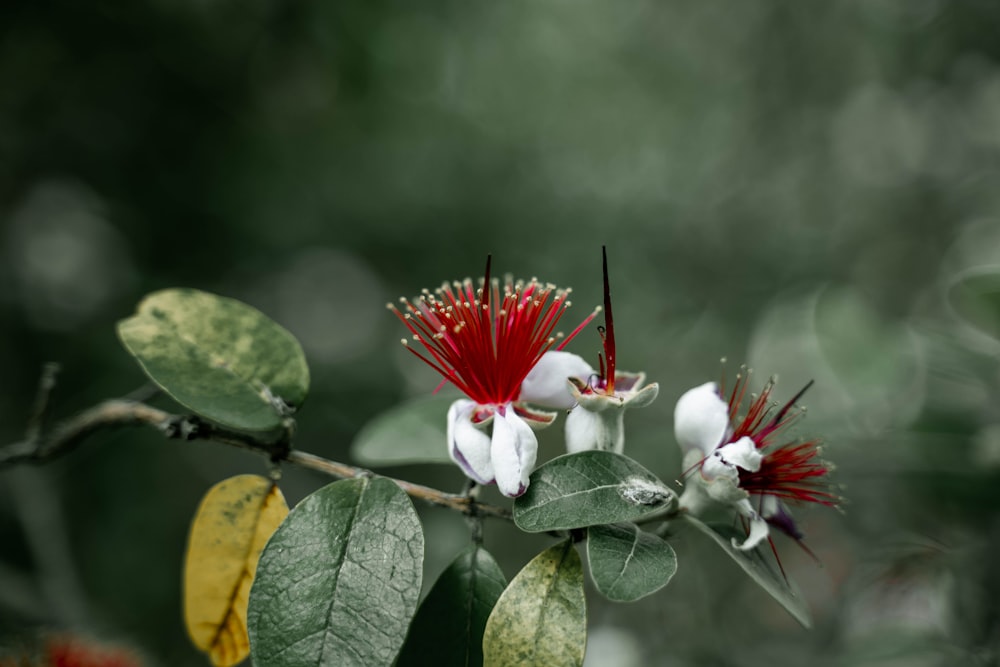 red and white flower in tilt shift lens