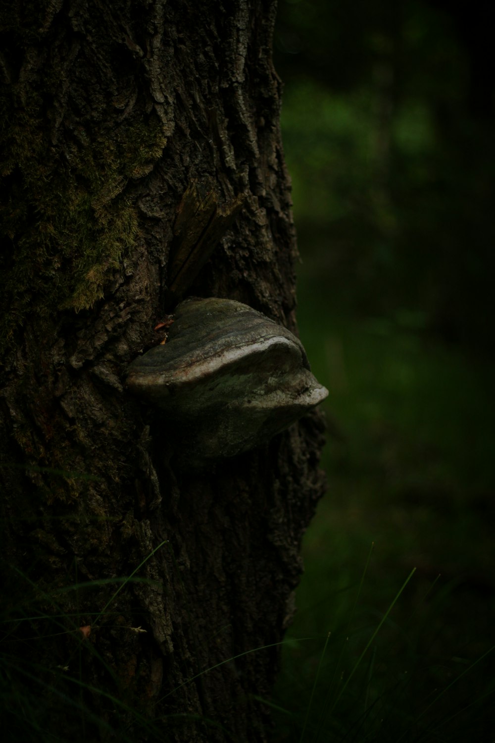 brown tree trunk with green moss