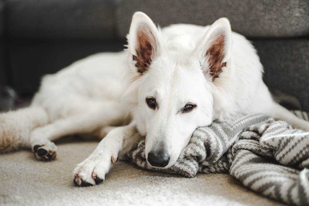 white short coated dog lying on floor