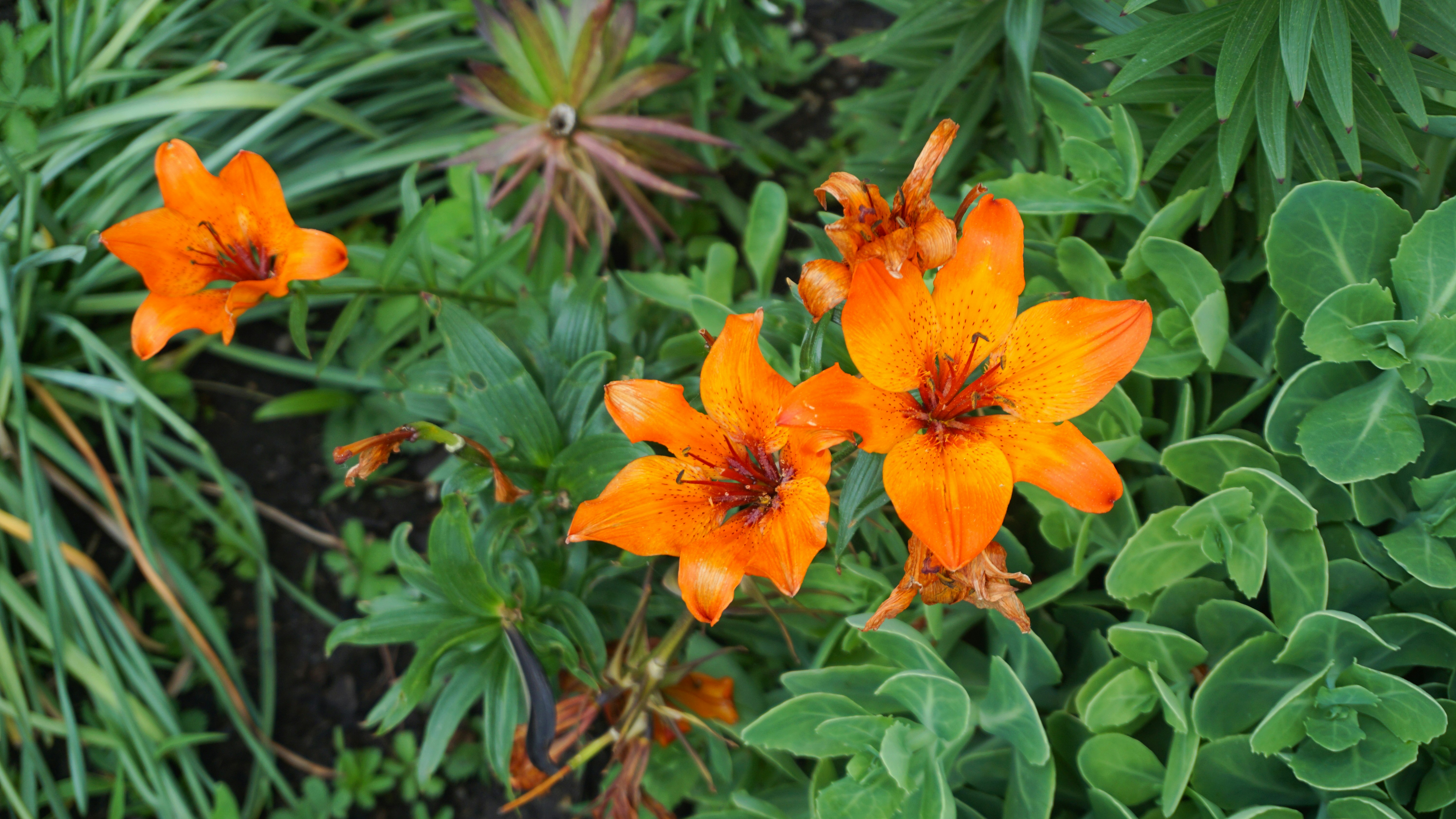 red flower with green leaves