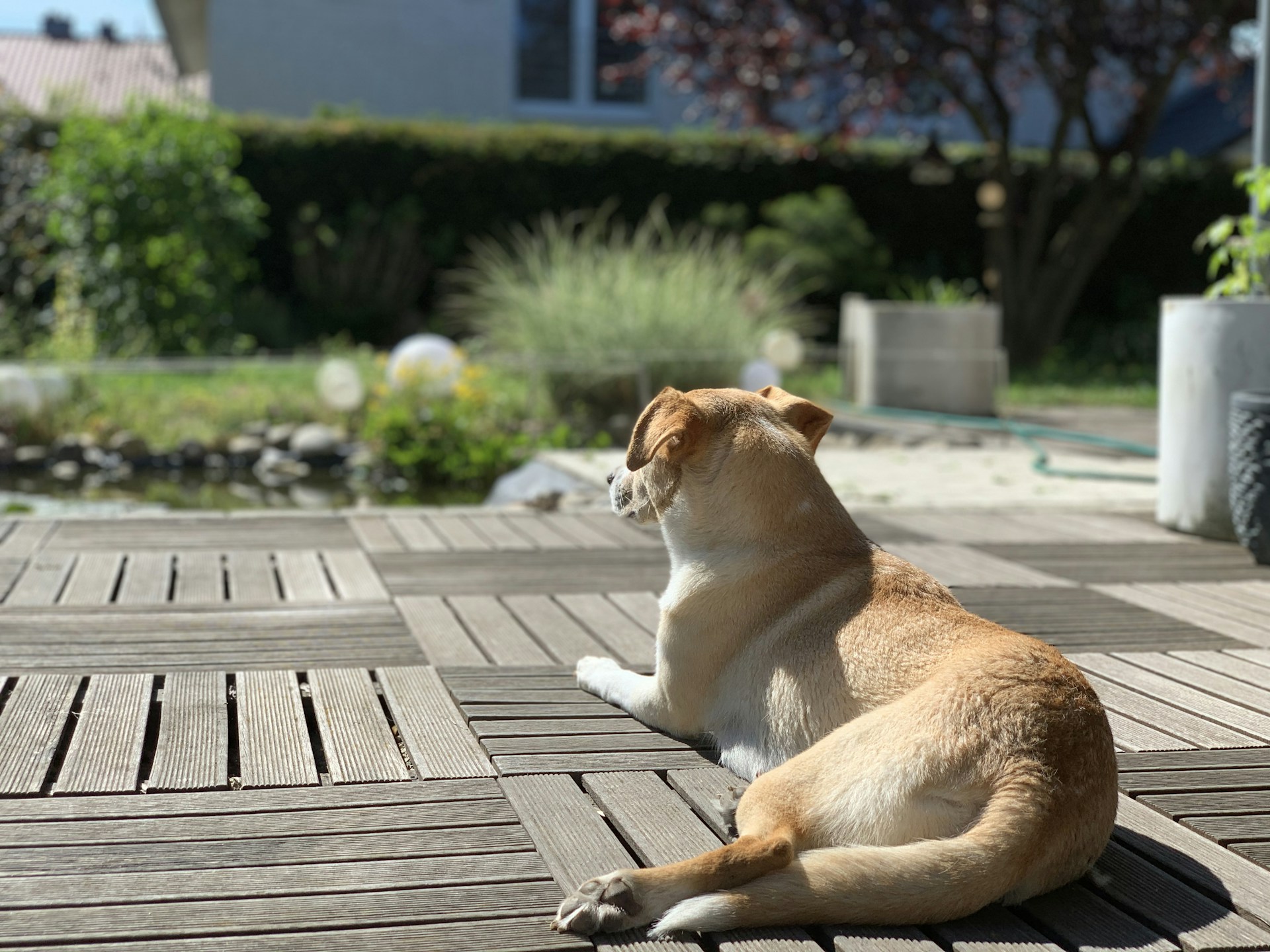 brown and white short coated dog on brown wooden floor during daytime
