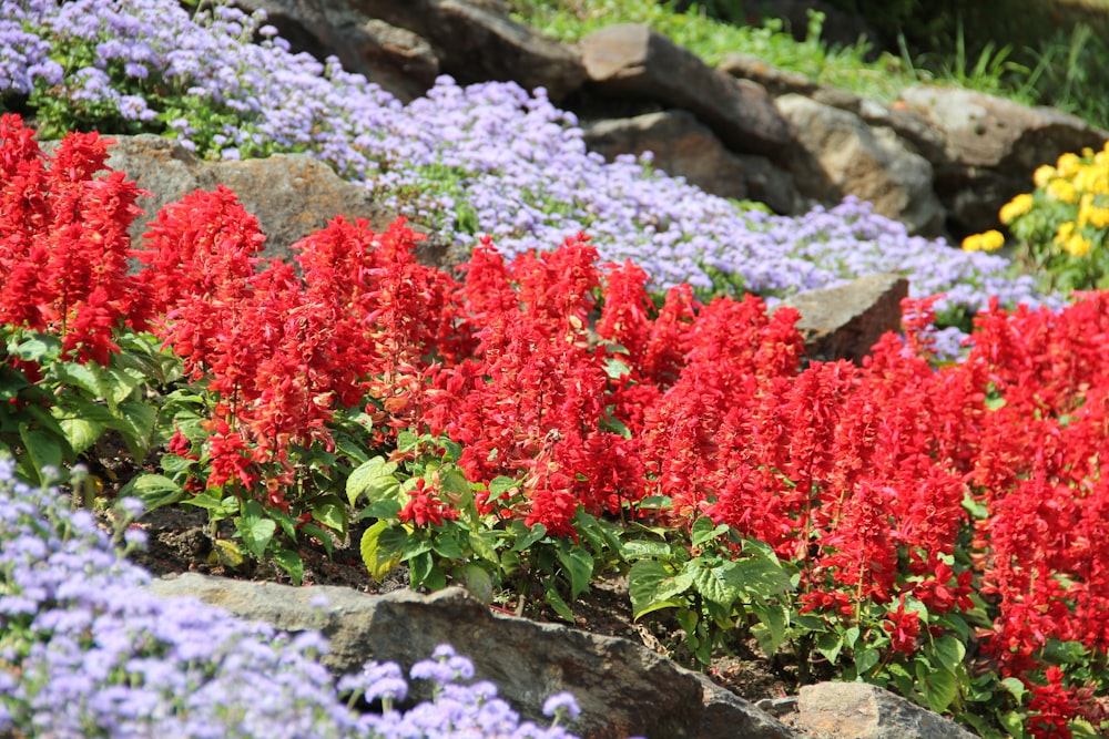 red and green plant on gray rock