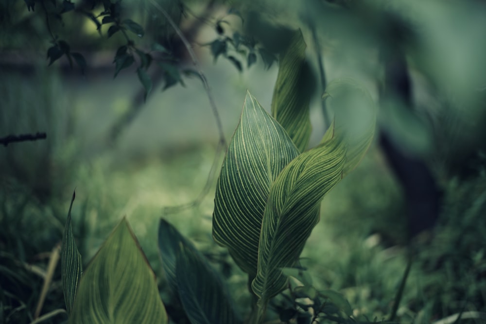 green leaf plant in close up photography