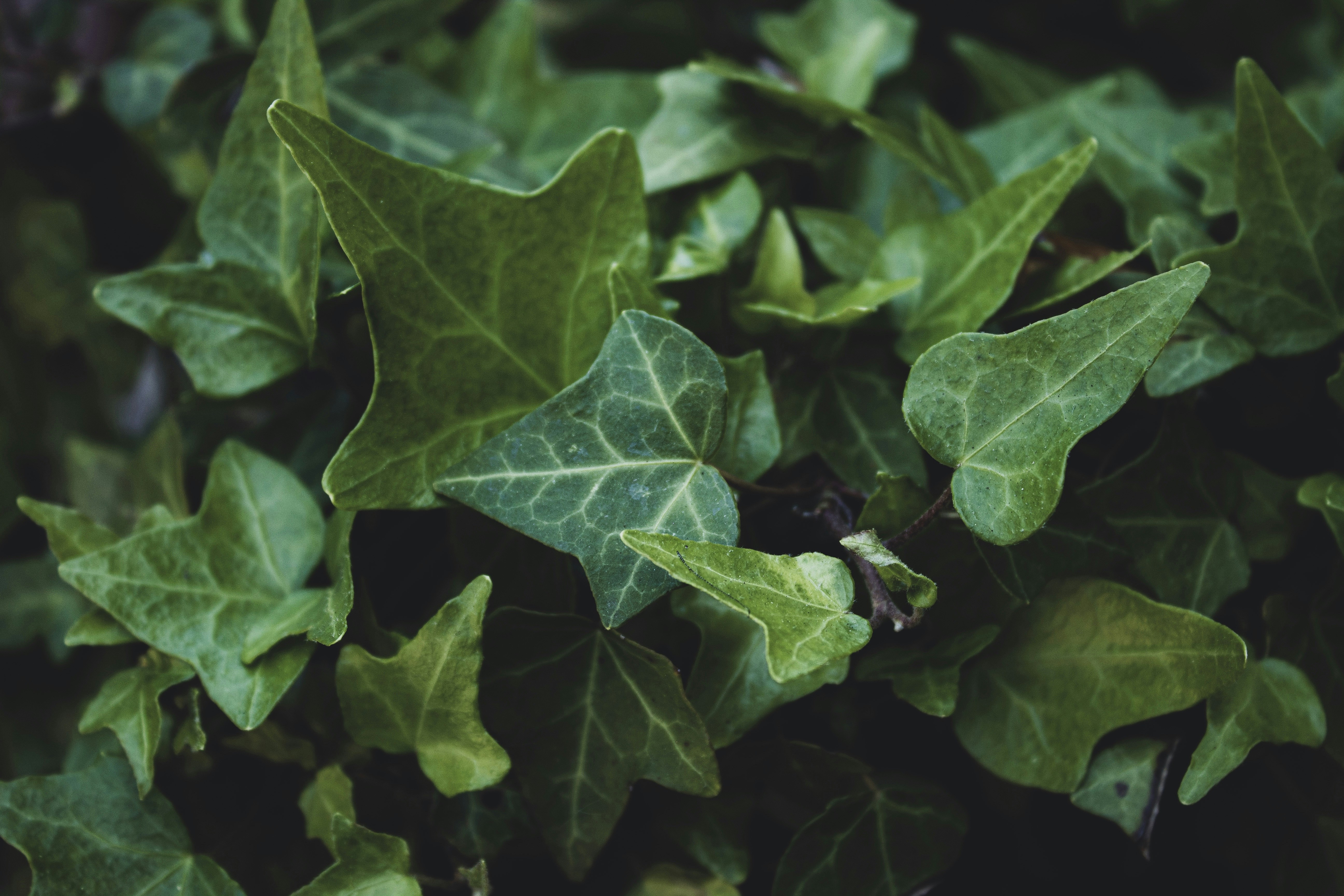 Grüne Blattpflanze in Nahaufnahme