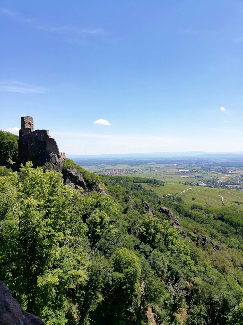 alberi verdi sulla montagna sotto il cielo blu durante il giorno