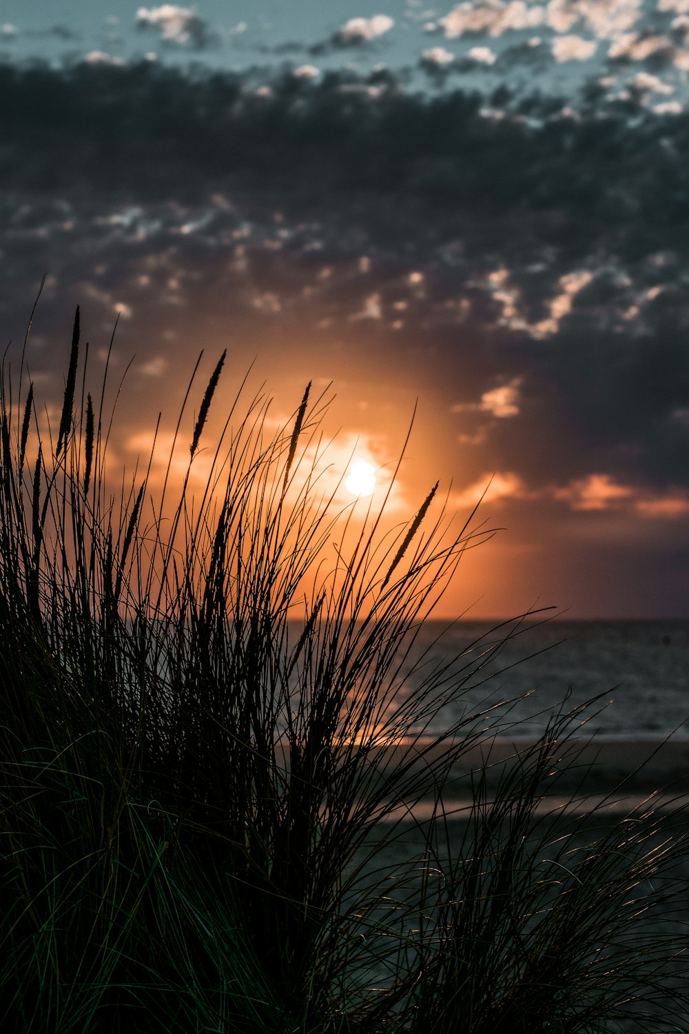 green grass near body of water during sunset