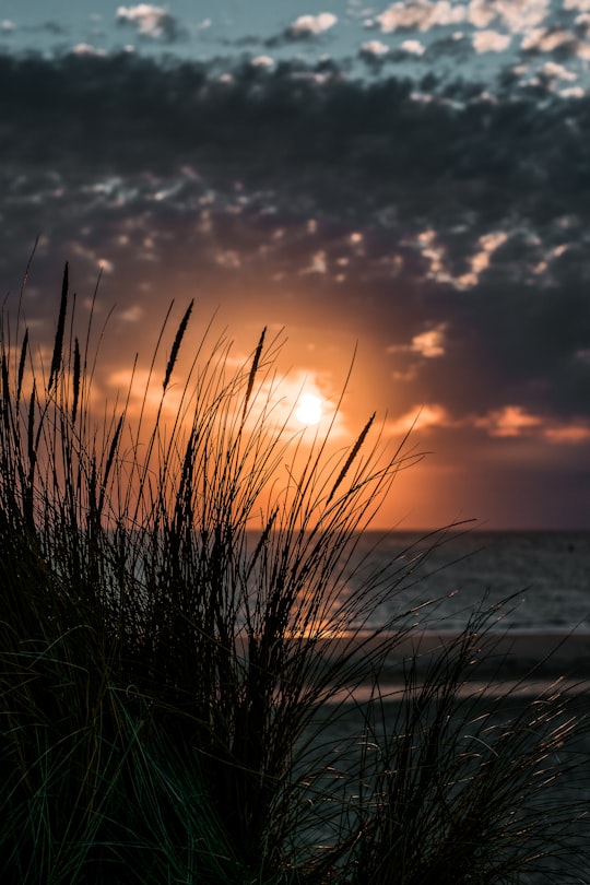 green grass near body of water during sunset in Côte Sauvage France