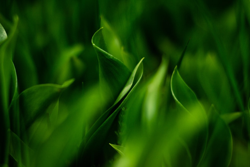 green grass in close up photography