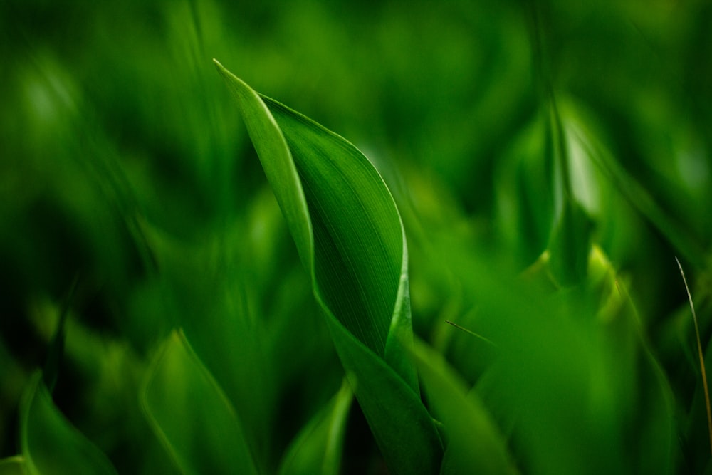 green leaf plant in close up photography